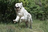GOLDEN RETRIEVER 1162